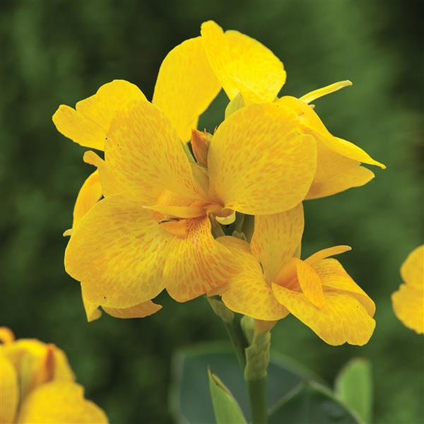 Canna x generalis 'South Pacific Yellow' ~ Monrovia® South Pacific Yellow Canna Lily-ServeScape