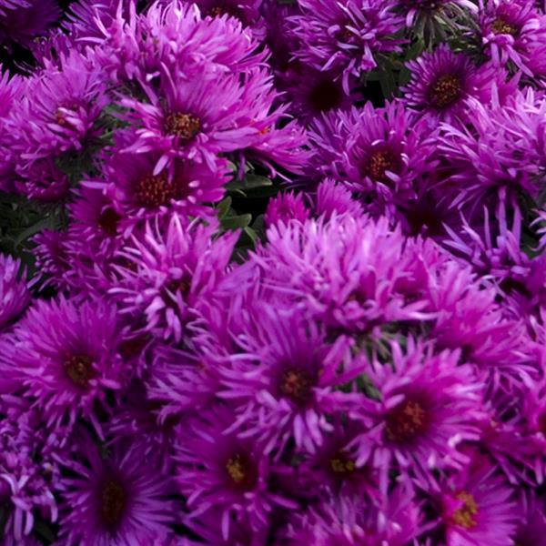 Aster novae-angliae 'Pink Crush' ~ Pink Crush Aster-ServeScape