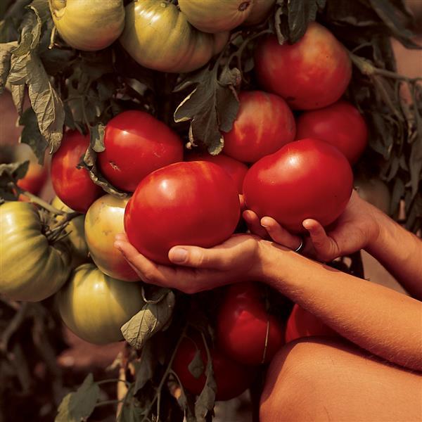 Solanum lycopersicum 'Beefmaster' ~ Beefmaster Tomato-ServeScape