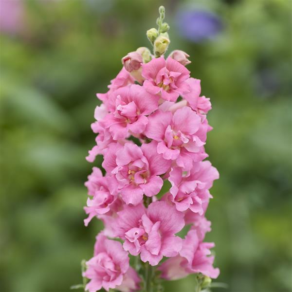 Antirrhinum majus 'DoubleShot Pink' ~ DoubleShot Pink Snapdragon-ServeScape