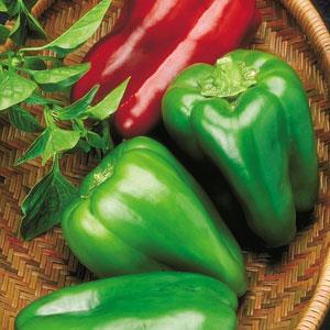 Capsicum annuum 'Big Bertha' ~ Big Bertha Pepper-ServeScape