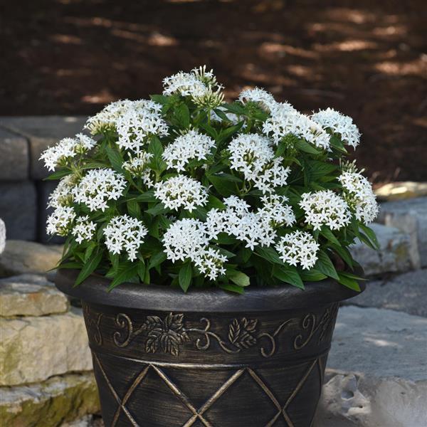 Pentas lanceolata 'Lucky Star White' ~ Lucky Star® White Star Flower-ServeScape