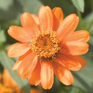 Zinnia ‘Profusion Orange’ ~ Profusion Orange Zinnia-ServeScape