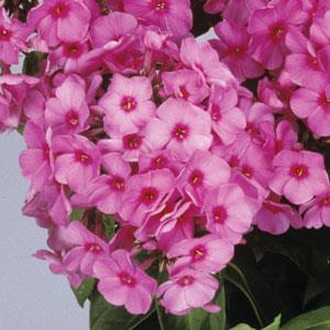 Phlox paniculata 'Flame Pink' ~ Flame® Pink Phlox-ServeScape