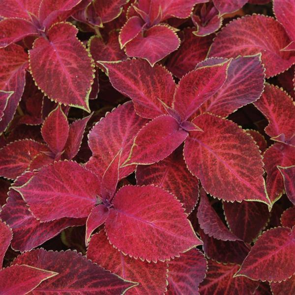 Solenostemon scutellarioides 'PAS2032' ~ Wizard® Velvet Red Coleus-ServeScape