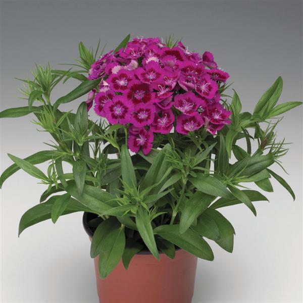 Dianthus barbatus 'Diabunda Purple' ~ Diabunda™ Purple Dianthus-ServeScape