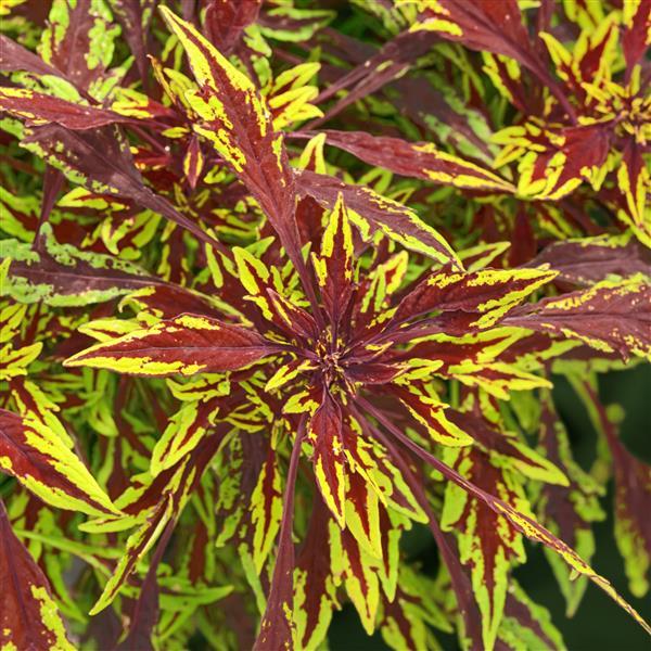 Solenostemon scutellarioides 'UF12-82-3' ~ FlameThrower™ Chipotle Coleus-ServeScape