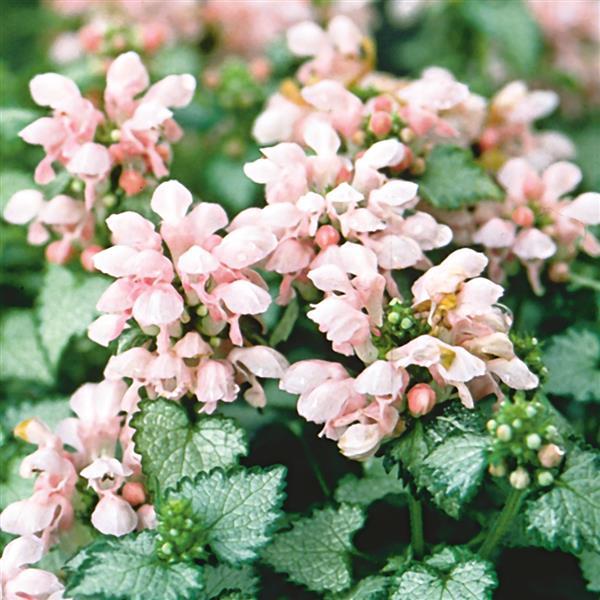 Lamium maculatum 'Pink Pewter' ~ Pink Pewter Deadnettle-ServeScape