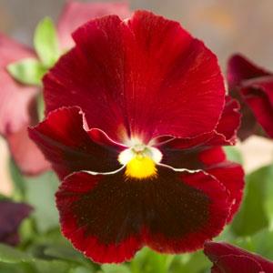 Viola x wittrockiana 'Majestic Giants II Red with Blotch' ~ Majestic Giants II Red with Blotch Pansy-ServeScape