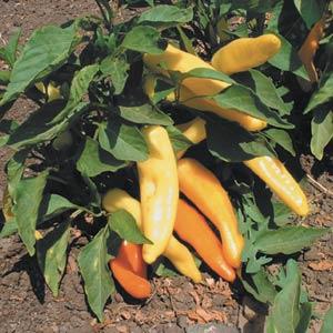 Capsicum annuum 'Hongarian Hot Wax' ~ Hungarian Hot Wax Pepper-ServeScape