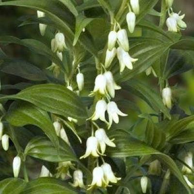 Disporopsis pernyi ~ Evergreen Solomon's Seal-ServeScape