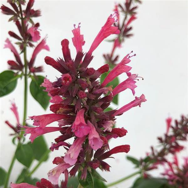 Agastache foeniculum 'FlutterFriendly Red' ~ FlutterFriendly Red Agastache-ServeScape