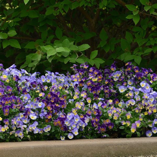 Viola cornuta ‘Celestial Northern Lights’ ~ Celestial™ Northern Lights Viola-ServeScape