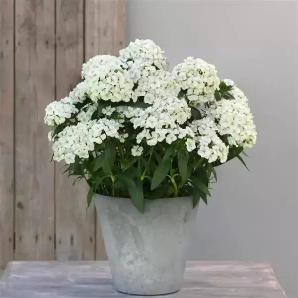 Dianthus 'PAS1514687' ~ Dart™ White Dianthus-ServeScape
