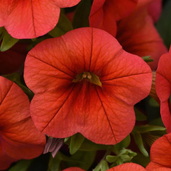 Calibrachoa hybrid 'Balcaborim' ~ Cabaret® Orange Improved Calibrachoa-ServeScape