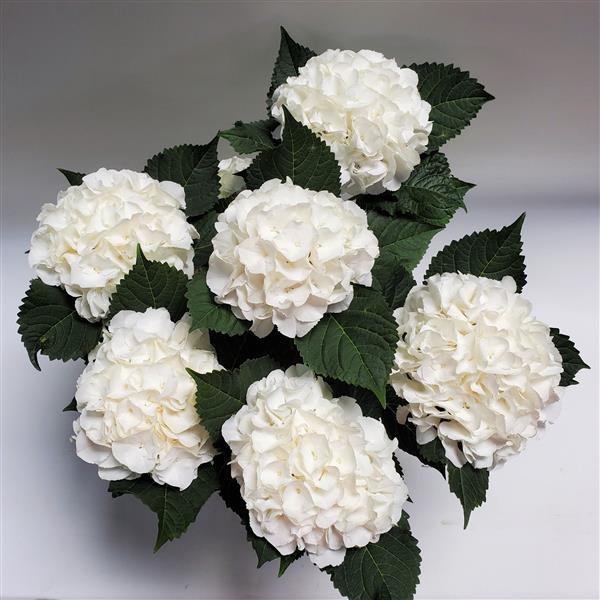 Hydrangea macrophylla 'Sarena Ice Boy' ~ Sarena Ice Boy Hydrangea-ServeScape