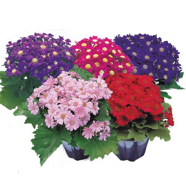 Senecio cruentus 'Early Perfection Mix' ~ Early Perfection™ Mix Cineraria-ServeScape
