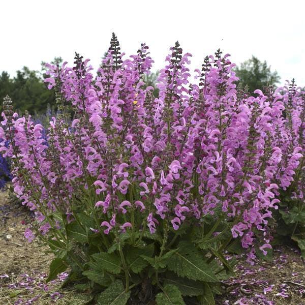Salvia ‘Moulin Rouge’ ~ Fashionista® Moulin Rouge Sage-ServeScape