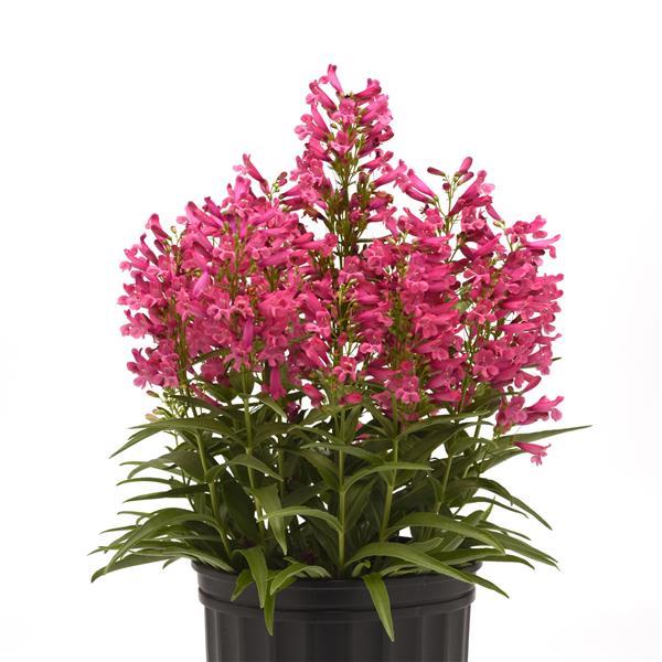 Penstemon barbatus 'Novapenpin' PP26701 ~ Rock Candy™ Pink Beardtongue-ServeScape