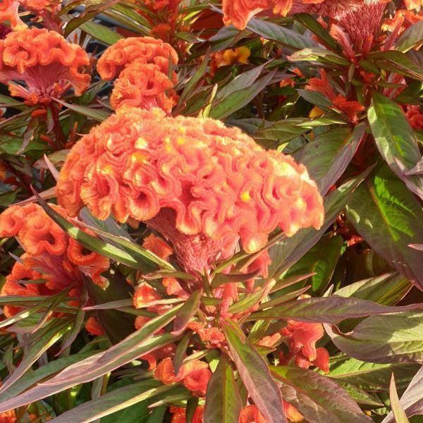 Celosia cristata 'Twisted Orange Dark Leaf' ~ Twisted Orange Dark Leaf Celosia-ServeScape