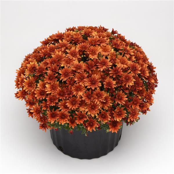 Chrysanthemum x morifolium 'Kickin' Spicy Orange' ~ Kickin' Spicy Orange Mum-ServeScape