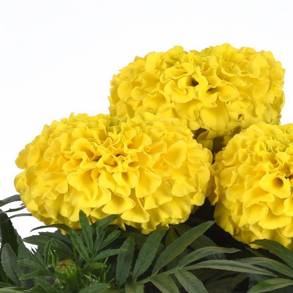 Tagetes erecta 'PAS106054' ~ Taishan® Yellow African Marigold-ServeScape