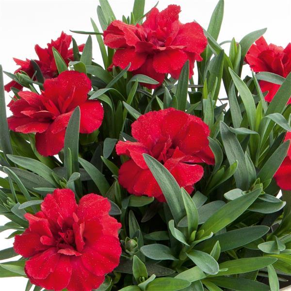 Dianthus caryophyllus 'KLEDP11109' ~ Oscar® Cherry Dianthus-ServeScape