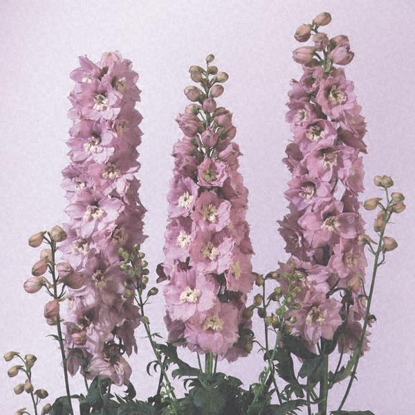 Delphinium 'M.F. Cherry Blossom White Bee' ~ Magic Fountain Cherry Blossom White Bee Delphinium-ServeScape