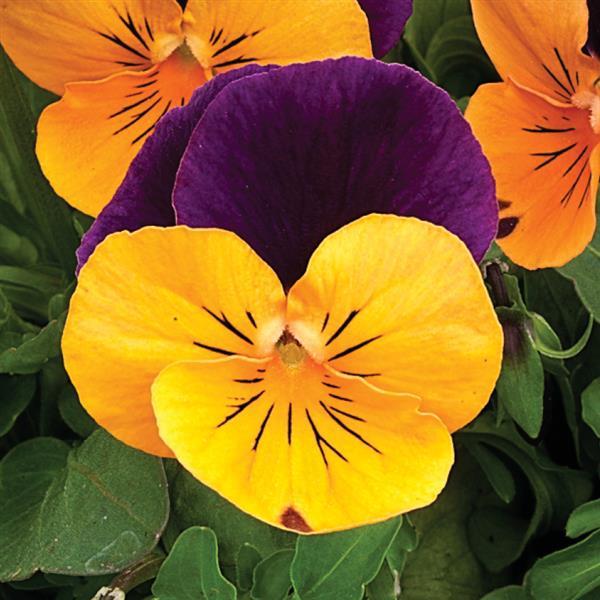 Viola cornuta 'Penny Orange Jump-Up' ~ Penny™ Orange Jump-Up Viola-ServeScape