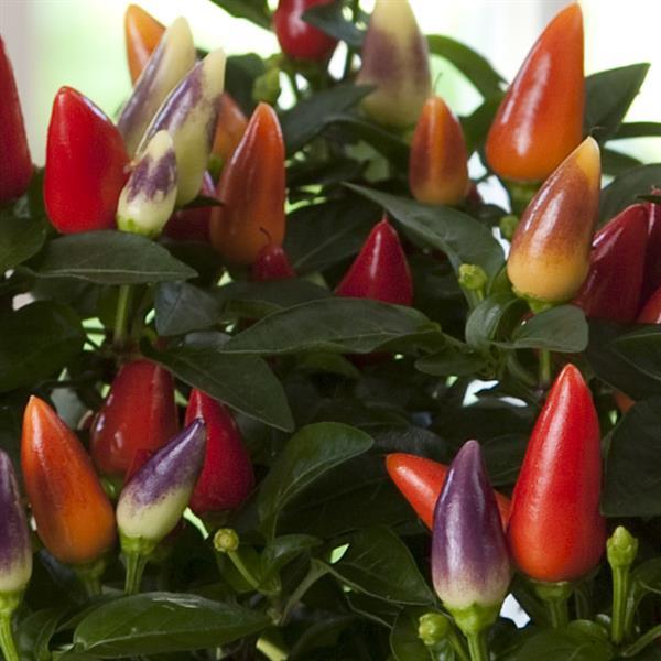 Capsicum annuum 'Acapulco XP Multicolor Red' ~ Acapulco™ XP Multicolor Red Ornamental Pepper-ServeScape