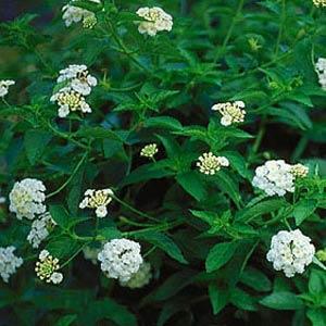 Lantana camara 'Silver Mound' ~ Silver Mound Lantana-ServeScape