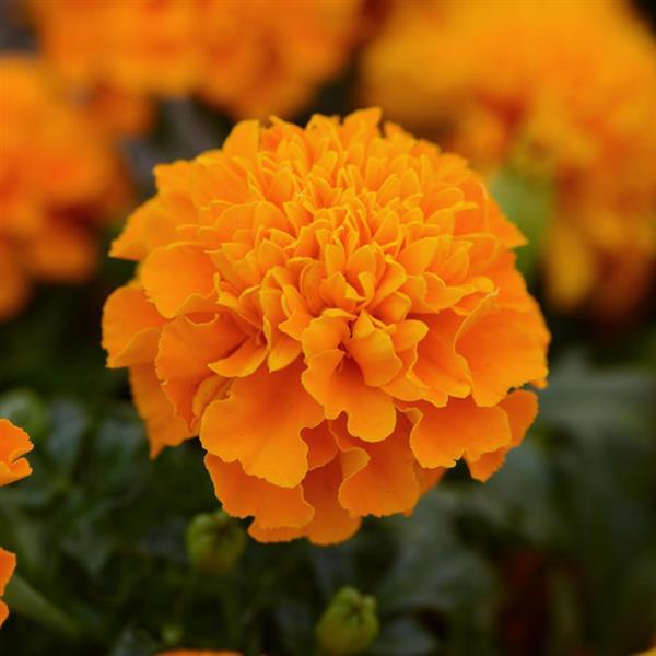 Tagetes patula 'PAS1077390' ~ Hot Pak® Orange French Marigold-ServeScape