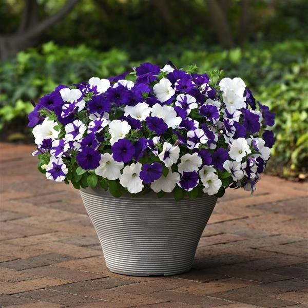 Petunia x 'PAS1780984' ~ E3 Easy Wave® Déjà Vu Mixture Spreading Petunia-ServeScape