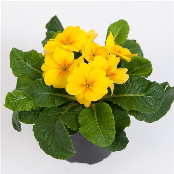 Primula acaulis 'Danessa Golden Shades' ~ Danessa Golden Shades Primrose-ServeScape