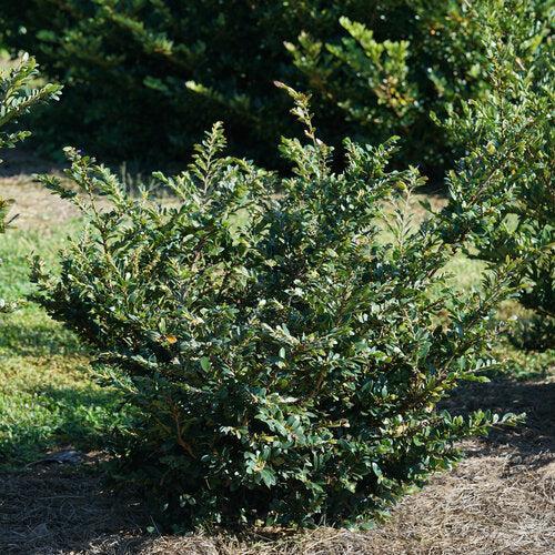 Distylium buxifolium 'ZhDis12-16' USPP 37,115 ~ Buckhead™ Bold Distylium-ServeScape