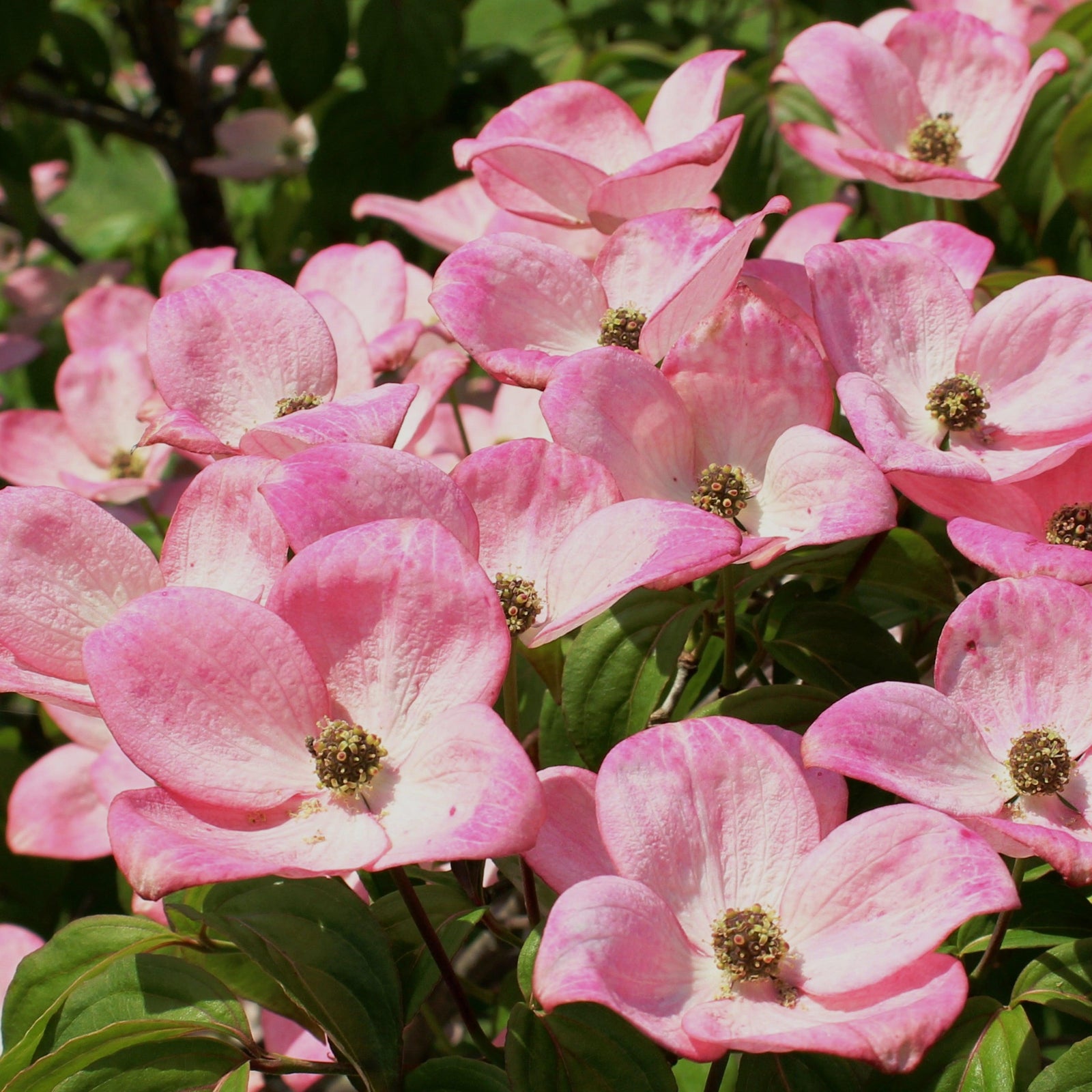 Cornus kousa ~ Kousa Dogwood, Pink-ServeScape