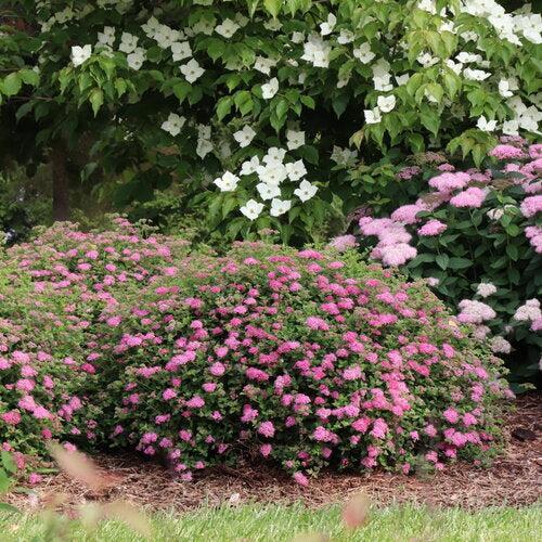 Spiraea japonica 'FARROWSJKO' ~ Double Play® Princess™ Spirea-ServeScape