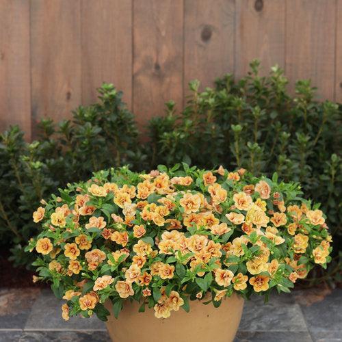 Calibrachoa hybrid ''KLECA20428' ~ PW® Superbells® Double Amber Calibrachoa-ServeScape