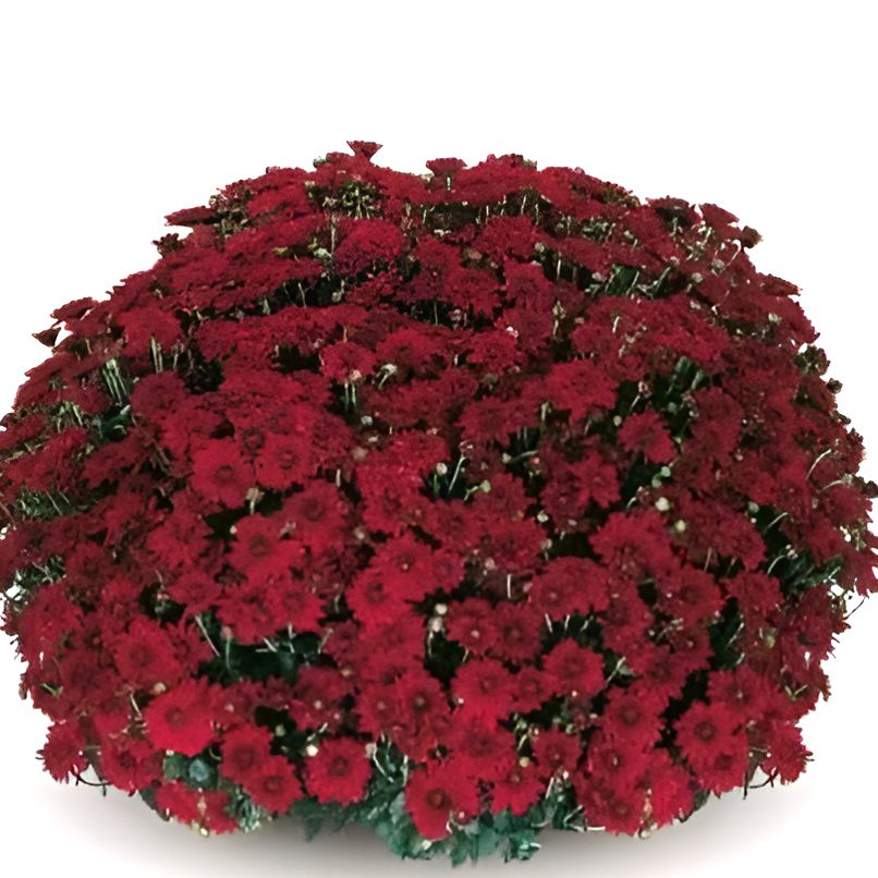 Chrysanthemum x morifolium 'Carmina Red' ~ Belgian Mum® Carmina Red Mum-ServeScape