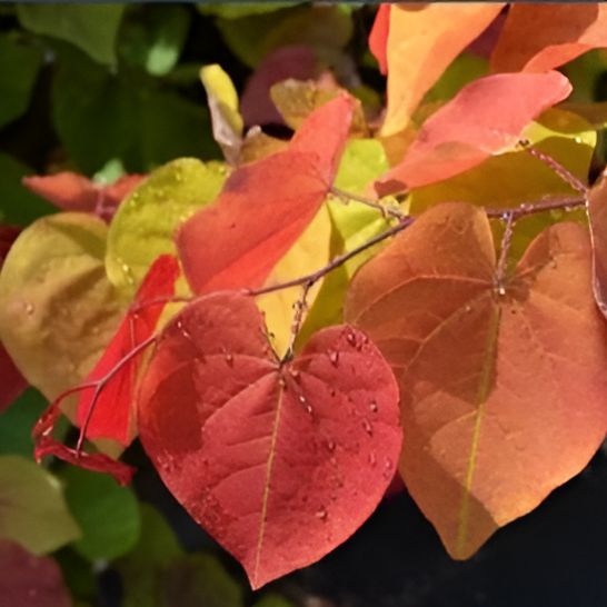 Cercis canadensis 'NC2016-2' PP #31,260 ~ Flame Thrower® Redbud-ServeScape