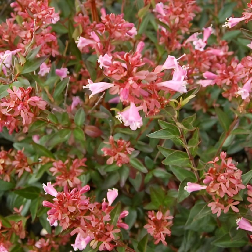 Abelia x ‘Cloud 99-6-7' ~ Rosy Charm® Abelia-ServeScape