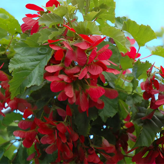 Acer tataricum 'Gar Ann' ~ Hot Wings® Tatarian Maple-ServeScape