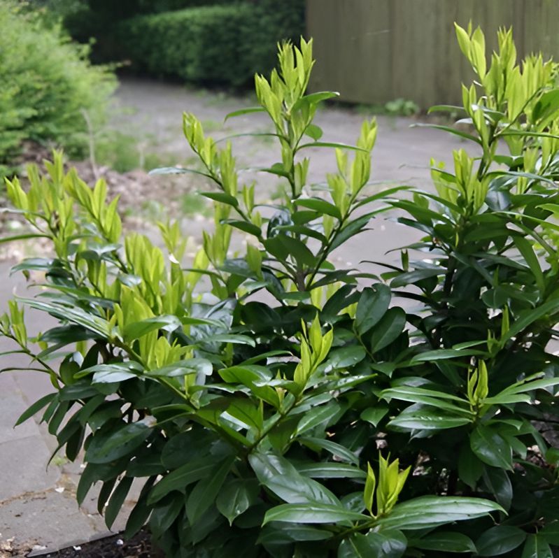 Prunus laurocerasus 'JONG2' PP29,890 ~ Greenfinity Laurel-ServeScape