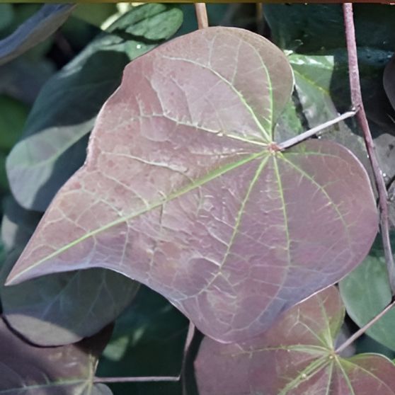 Cercis canadensis 'Ruby Falls' ~ Ruby Falls Weeping Redbud-ServeScape