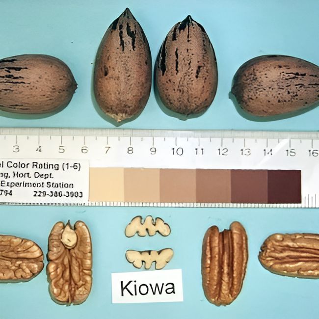 Carya illinoinensis 'Kiowa' ~ Kiowa Pecan-ServeScape