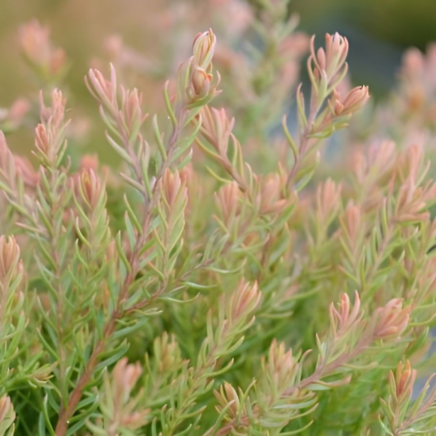 Thuja occidentalis 'Congabe' PP19,009 ~ Fire Chief™ Globe Arborvitae-ServeScape