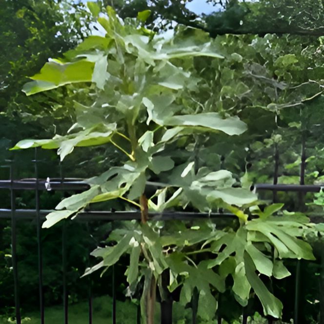 Ficus carica 'Beer's Black' ~ Beer's Black Fig-ServeScape