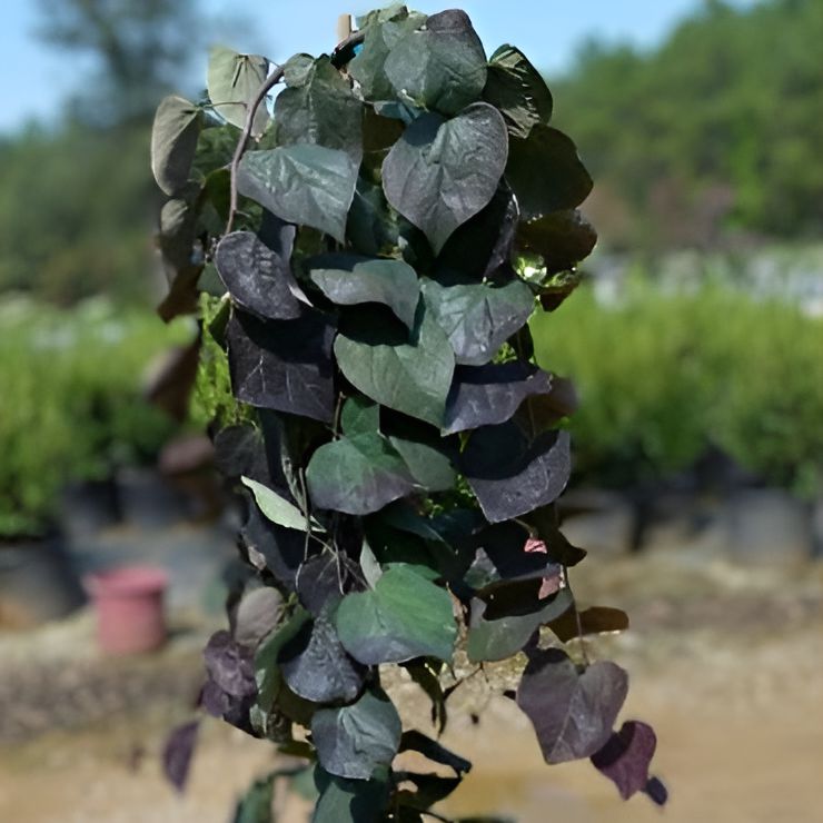 Cercis canadensis 'Ruby Falls' ~ Ruby Falls Weeping Redbud-ServeScape