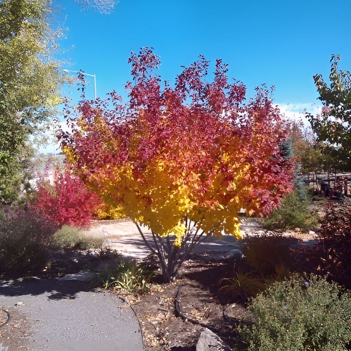 Acer tataricum 'Gar Ann' ~ Hot Wings® Tatarian Maple-ServeScape