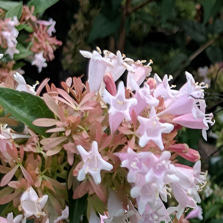 Abelia x ‘Cloud 99-6-7' ~ Rosy Charm® Abelia-ServeScape